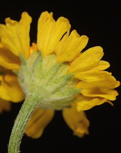 Hymenoxys odorata (Bitterweed) — photo