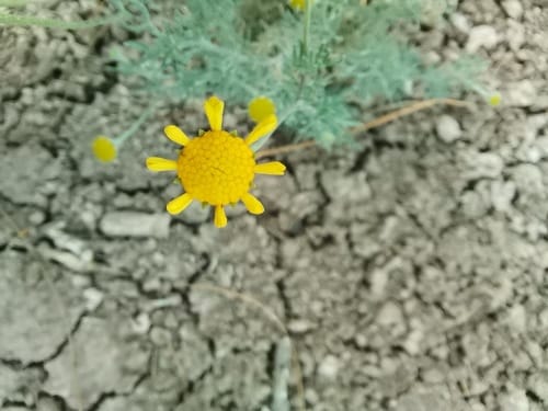 Hymenoxys odorata (Bitterweed) — photo