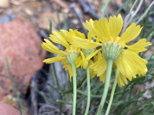 Hymenoxys richardsonii — photo