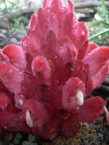 Hyobanche sanguinea — photo