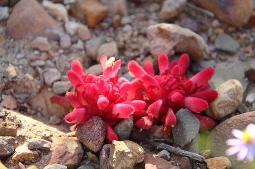 Hyobanche sanguinea — photo