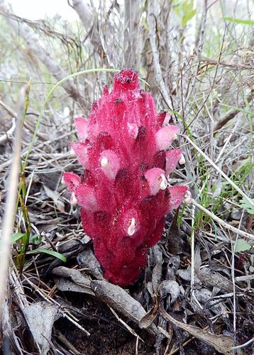 Hyobanche sanguinea
