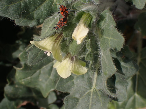 Hyoscyamus albus (White henbane) — photo