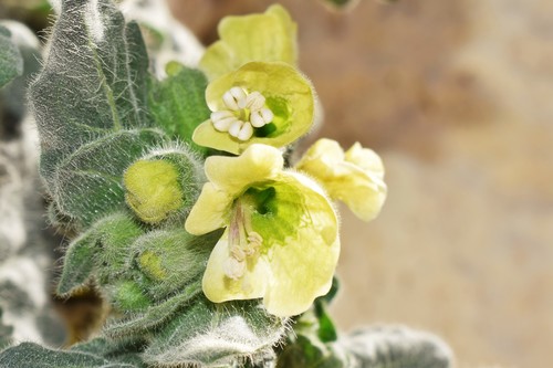 Hyoscyamus albus (White henbane) — photo