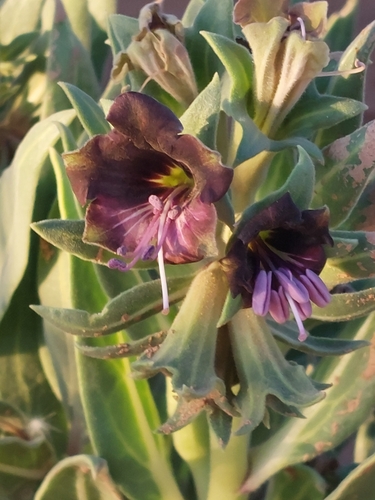 Hyoscyamus muticus — photo