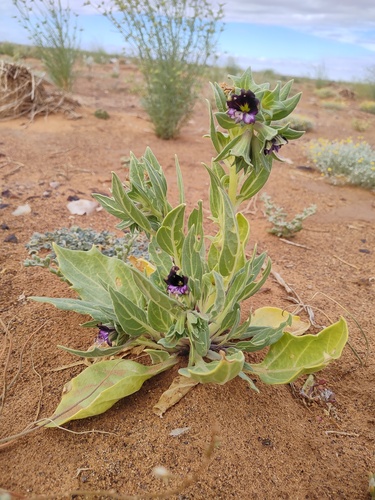 Hyoscyamus muticus — photo