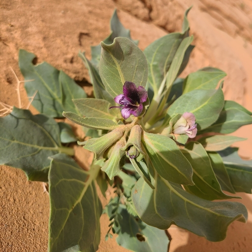 Hyoscyamus muticus