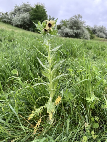 Hyoscyamus niger (Henbane) — photo