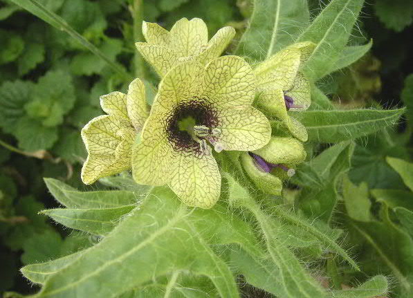 Hyoscyamus vulgaris — photo