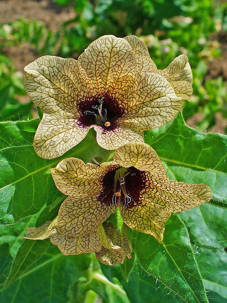 Hyoscyamus vulgaris