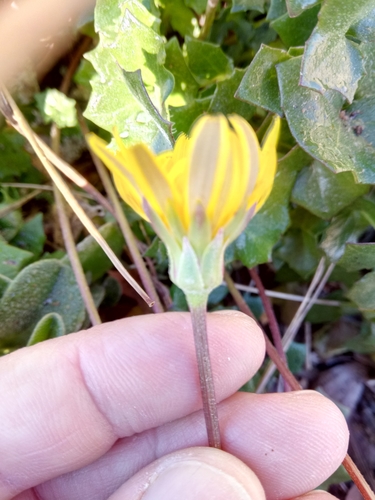 Hyoseris lucida (Swine's succory) — photo