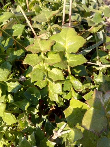 Hyoseris lucida (Swine's succory) — photo