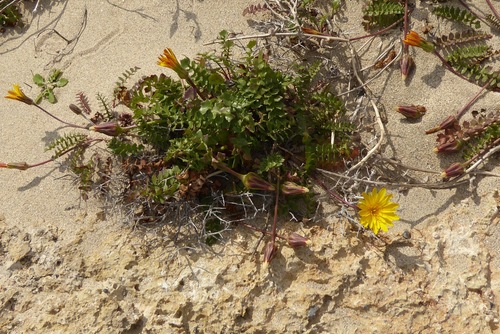 Hyoseris lucida