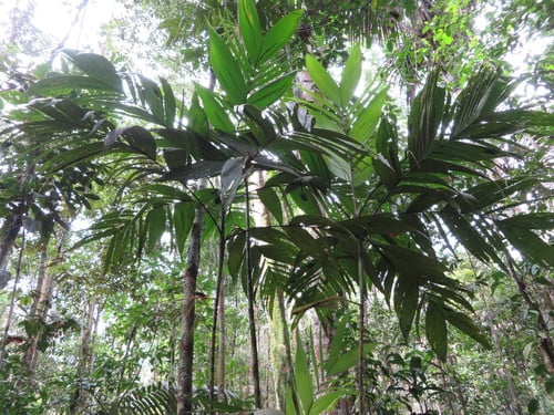 Hyospathe elegans