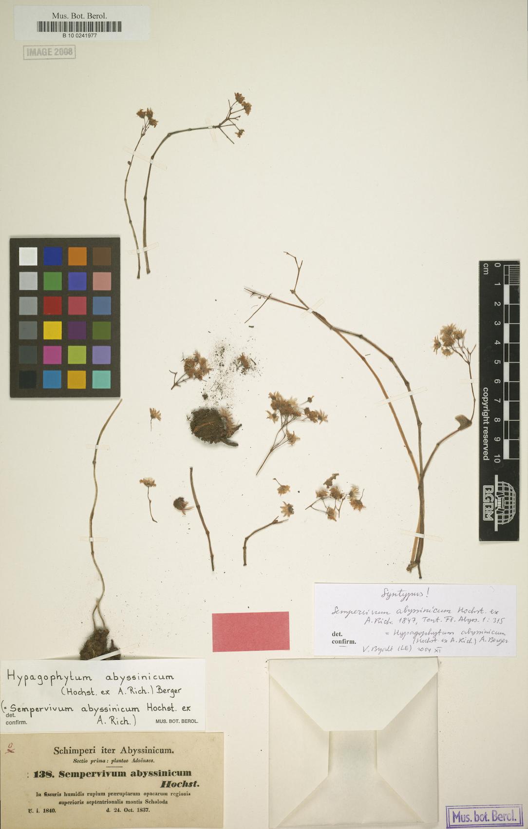 Hypagophytum abyssinicum — photo