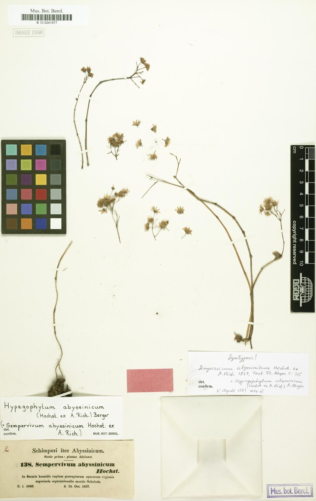 Hypagophytum abyssinicum