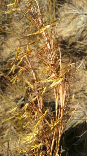 Hyparrhenia nyassae