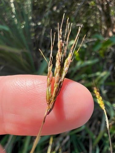 Hyparrhenia rufa (Thatch grass) — photo