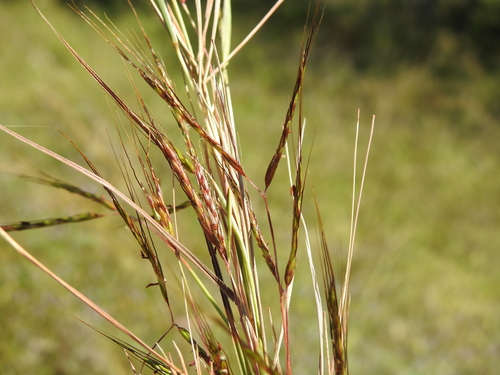 Hyparrhenia rufa