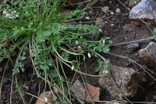 Hypecoum leptocarpum — photo