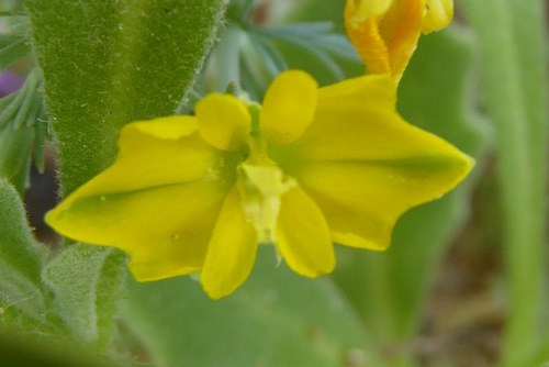 Hypecoum procumbens