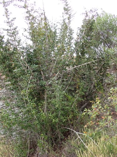 Hyperacanthus amoenus (Kaffir cherry) — photo