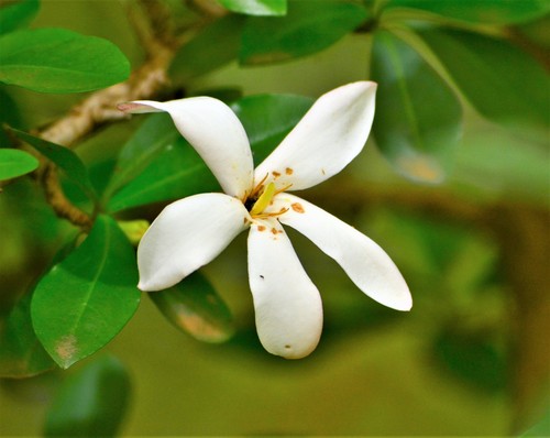 Hyperacanthus amoenus