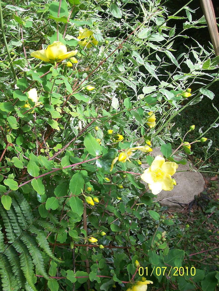 Hypericum bellum — photo