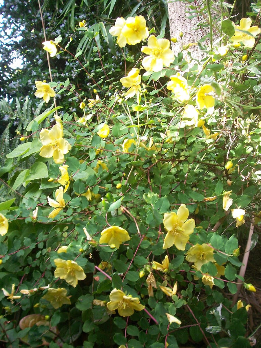 Hypericum bellum — photo