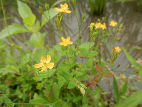Hypericum japonicum — photo