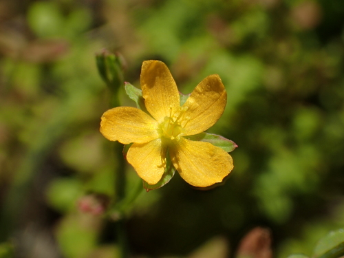 Hypericum japonicum