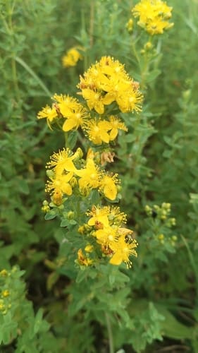 Hypericum maculatum — photo