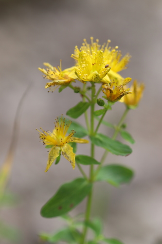 Hypericum maculatum