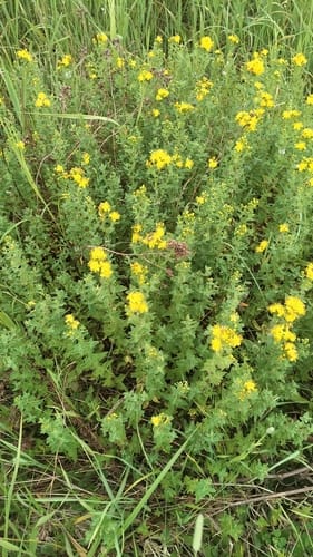 Hypericum maculatum — photo