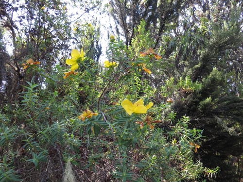 Hypericum revolutum (Curry bush) — photo