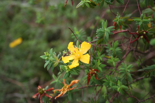 Hypericum revolutum