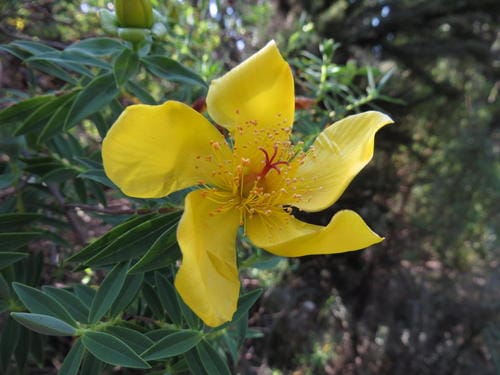 Hypericum revolutum (Curry bush) — photo