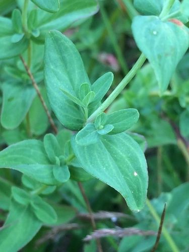 Hypericum scouleri subsp. scouleri (Scouler's St. John's wort) — photo