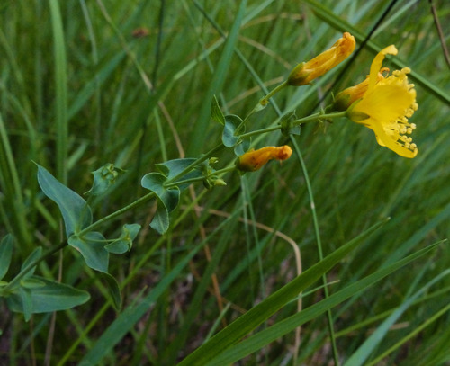Hypericum scouleri subsp. scouleri (Scouler's St. John's wort) — photo