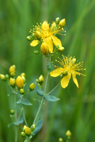 Hypericum scouleri subsp. scouleri