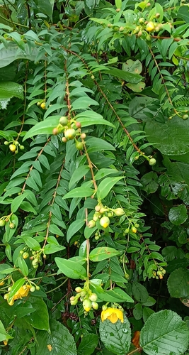 Hypericum uralum — photo