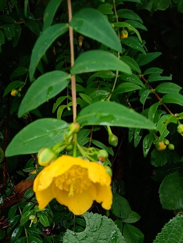 Hypericum uralum — photo