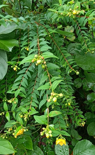 Hypericum uralum