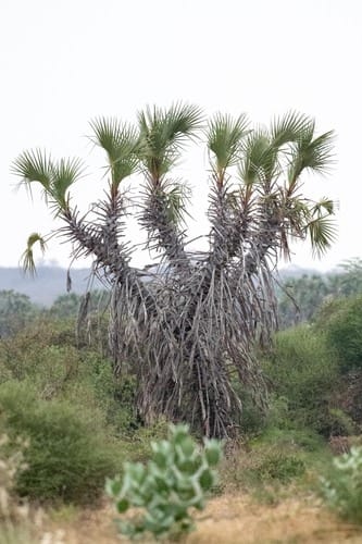 Hyphaene compressa (African Doum Palm) — photo