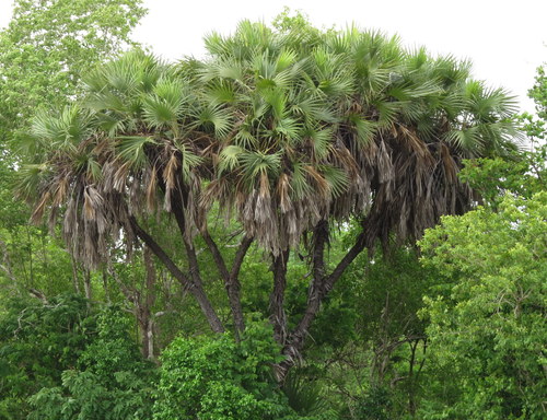 Hyphaene compressa