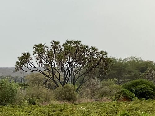 Hyphaene compressa (African Doum Palm) — photo
