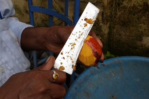 Hyphaene dichotoma (Indian doum palm) — photo