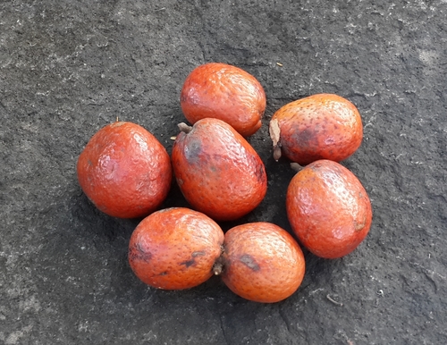 Hyphaene dichotoma (Indian doum palm) — photo
