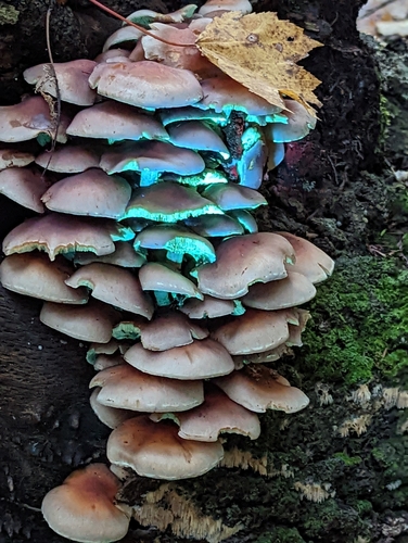 Hypholoma sublateritium (Brick Cap) — photo