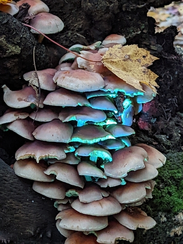 Hypholoma sublateritium (Brick Cap) — photo